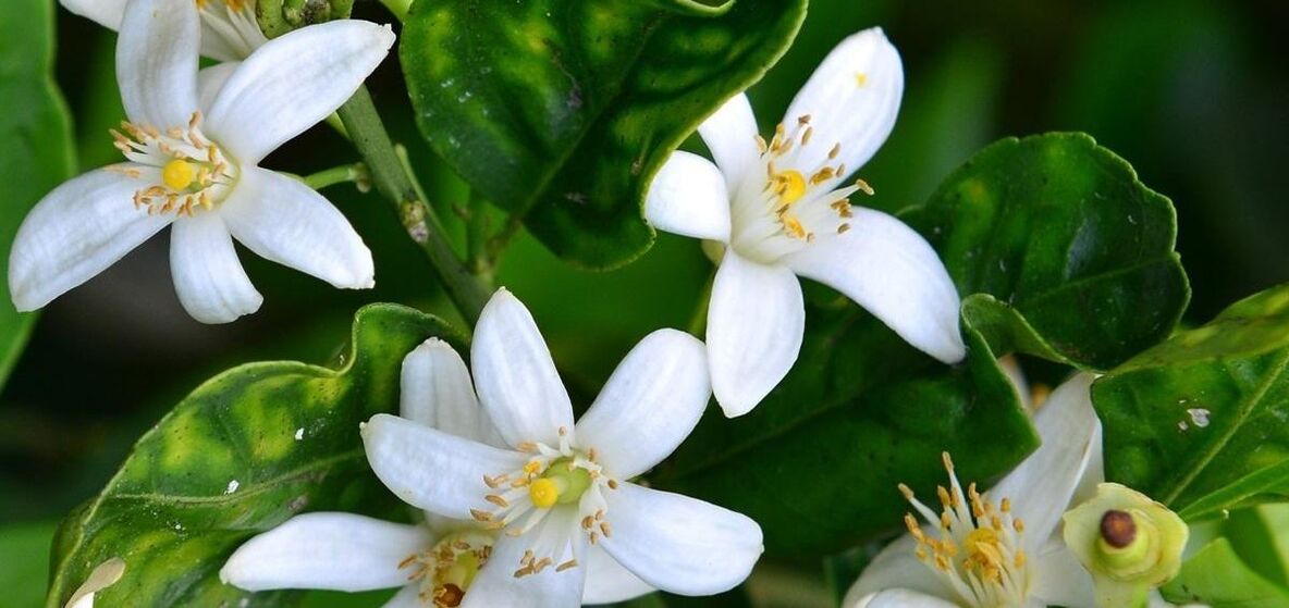 Neroli aitab eemaldada ämblikveene